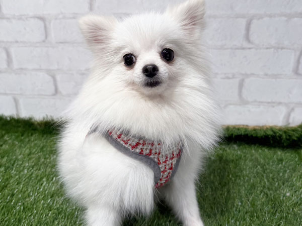 スノーちゃん | ポメラニアンの保護犬 | anifare(アニフェア)｜保護犬