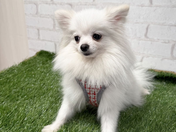 スノーちゃん | ポメラニアンの保護犬 | anifare(アニフェア)｜保護犬