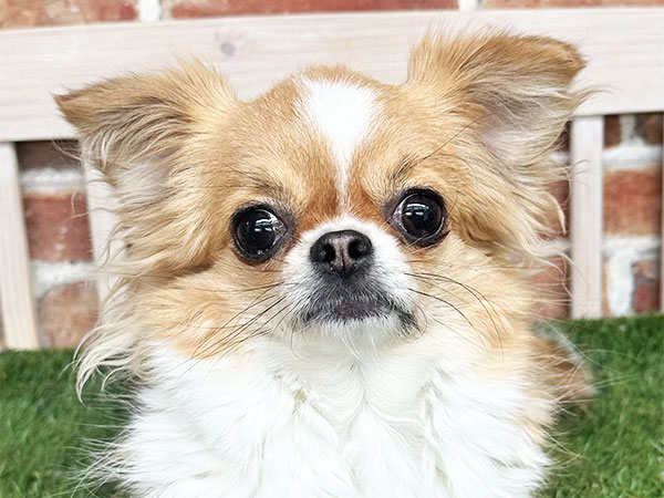 りっかちゃん | チワワの保護犬 | anifare(アニフェア)｜保護犬に