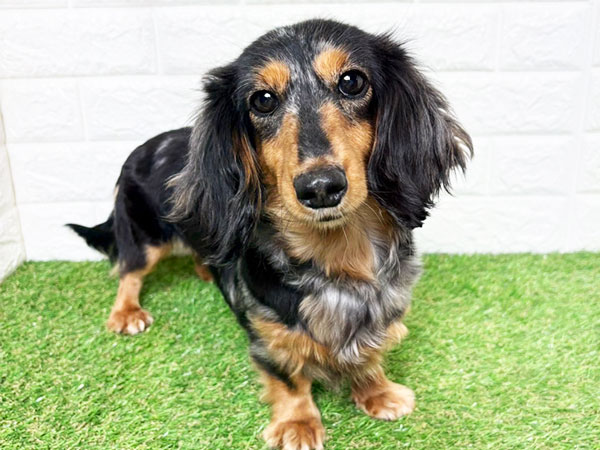 ラヴィちゃん | カニーヘンダックスフンドの保護犬 | anifare