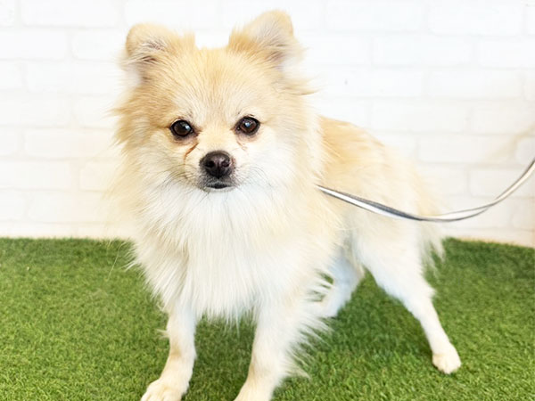 ランランちゃん | ポメラニアンの保護犬 | anifare(アニフェア)｜保護