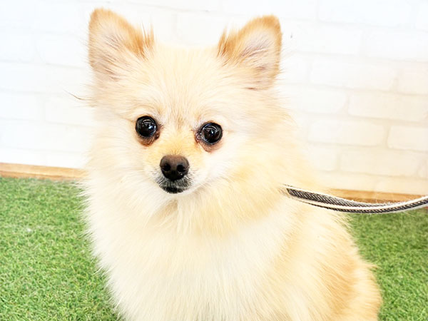 コマリちゃん | ポメラニアンの保護犬 | anifare(アニフェア)｜保護犬