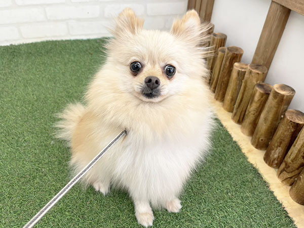 ポメラニアンの人専用 コマリちゃん | ポメラニアンの保護犬 | anifare(アニフェア)｜保護犬