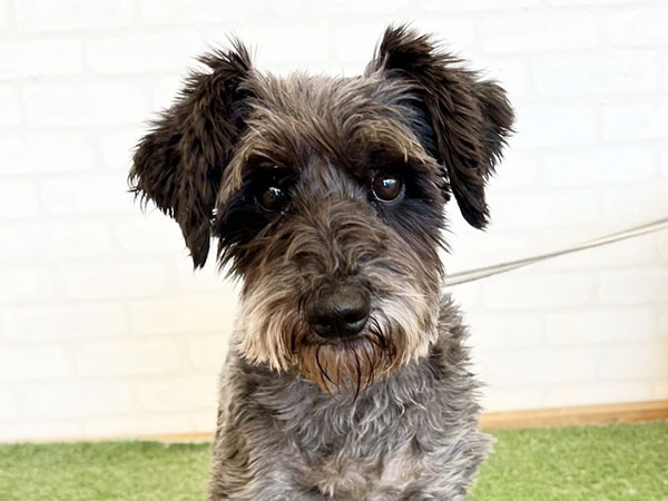 ハナビちゃん | ミニチュアシュナウザーの保護犬 | anifare(アニフェア