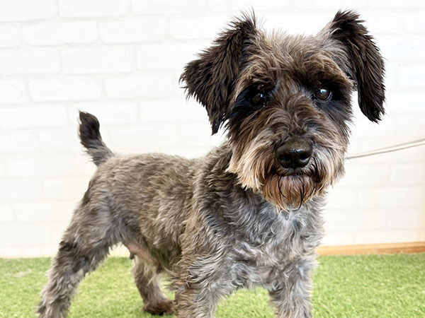 ハナビちゃん | ミニチュアシュナウザーの保護犬 | anifare(アニフェア