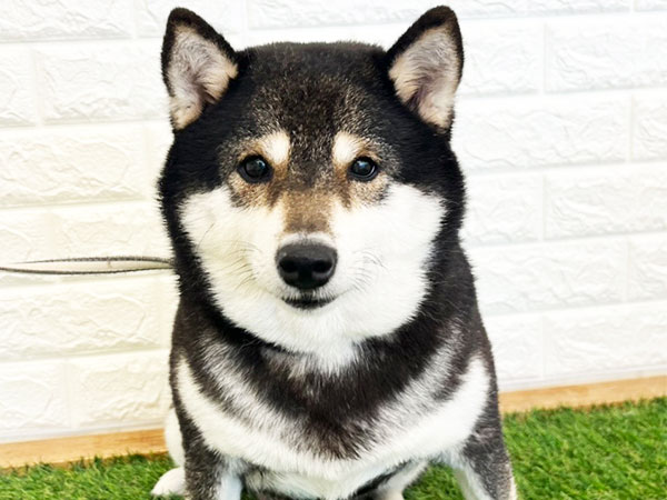 バンちゃん | 豆柴の保護犬 | anifare(アニフェア)｜保護犬に、医療と