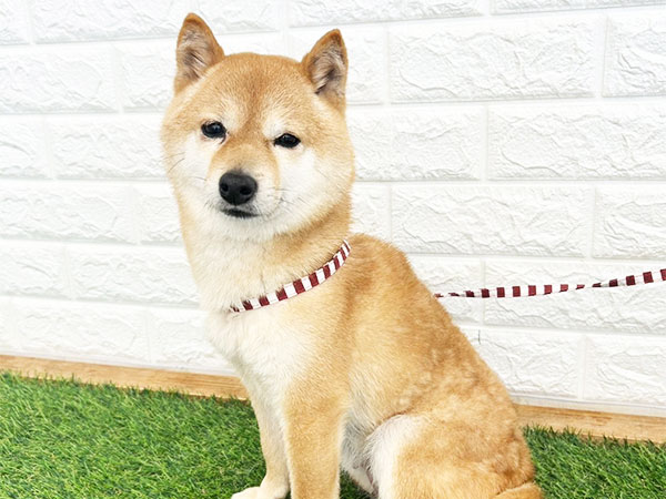 サクラコちゃん | 豆柴の保護犬 | anifare(アニフェア)｜保護犬に