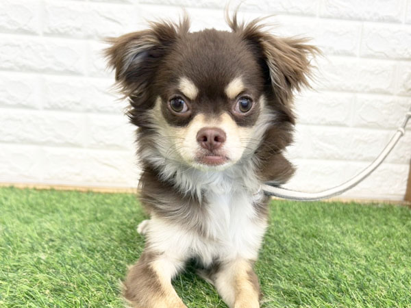 炭次郎くん | チワワの保護犬 | anifare(アニフェア)｜保護犬に、医療