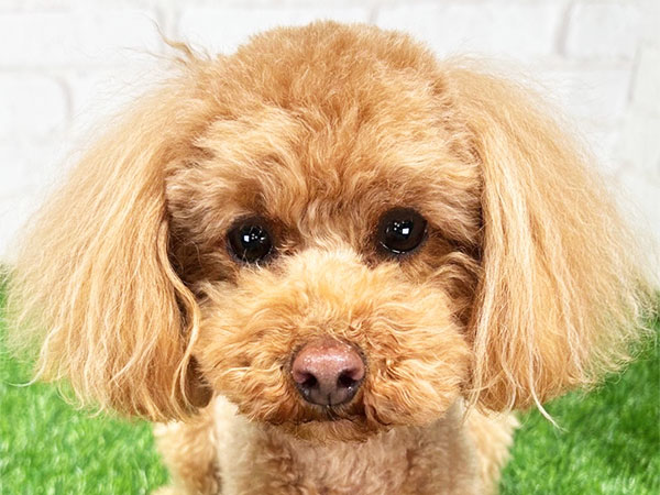 シェリちゃん | トイプードルの保護犬 | anifare(アニフェア)｜保護犬