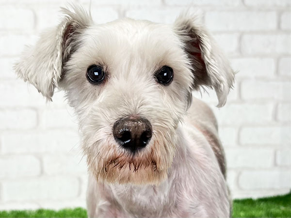 ノエルちゃん | ミニチュアシュナウザーの保護犬 | anifare(アニフェア