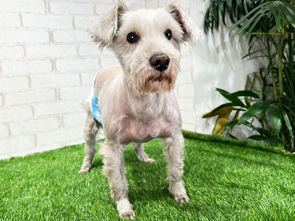 ノエルちゃん | ミニチュアシュナウザーの保護犬 | anifare(アニフェア