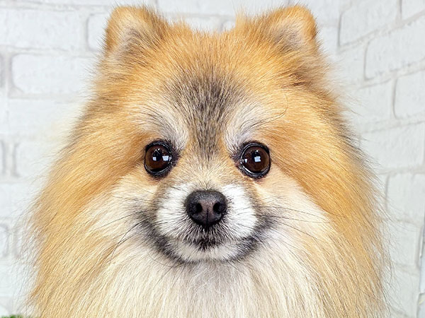 アトムくん | ポメラニアンの保護犬 | anifare(アニフェア)｜保護犬に