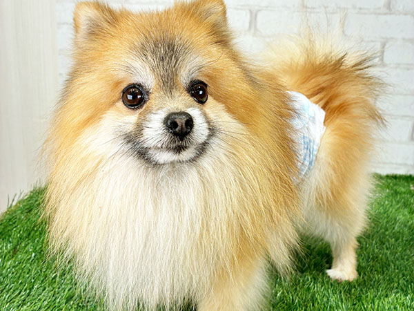 アトムくん | ポメラニアンの保護犬 | anifare(アニフェア)｜保護犬に