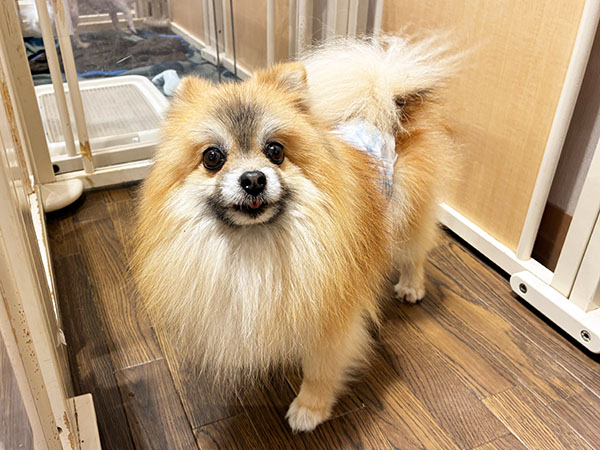 アトムくん | ポメラニアンの保護犬 | anifare(アニフェア)｜保護犬に