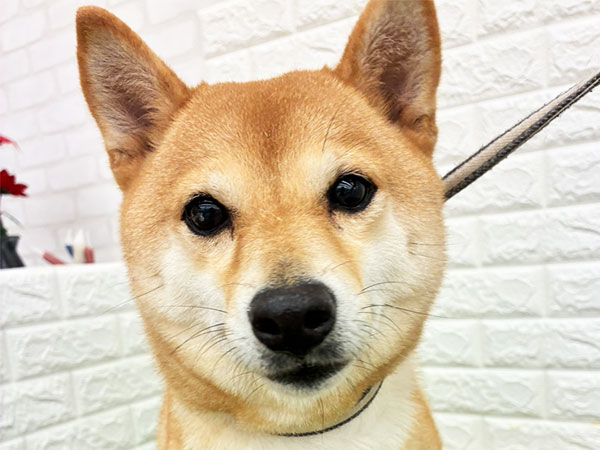 コモチちゃん | 豆柴の保護犬 | anifare(アニフェア)｜保護犬に、医療