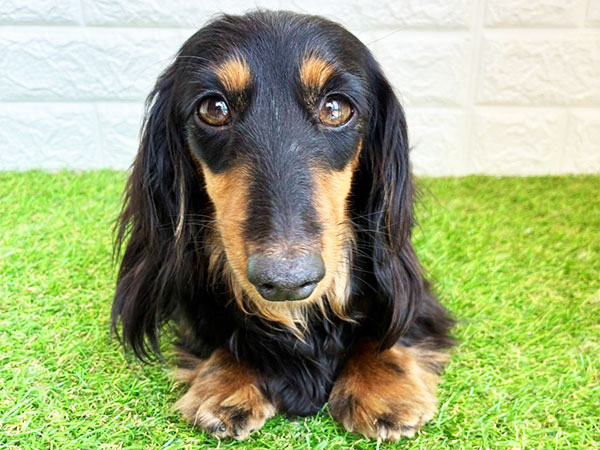 犬ページ☆ ユミちゃん | カニーヘンダックスフンドの保護犬 | anifare(アニフェア
