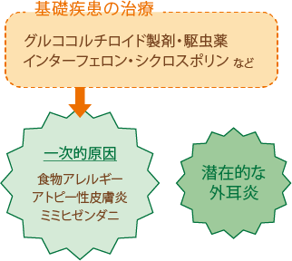 【基礎疾患の治療】グルココルチロイド製剤・駆虫薬・インターフェロン・シクロスポリンなど【一次的原因】食物アレルギー・アトピー性皮膚炎・ミミヒゼンダニ　潜在的な外耳炎