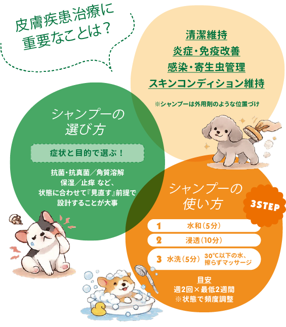 皮膚疾患治療に重要なことは？　清潔維持・炎症・ 免疫改善・感染・ 寄生虫管理・スキンコンディション維持　※シャンプーは外用剤のような位置づけ　【シャンプーの選び方】症状と目的で選ぶ！抗菌・ 抗真菌／角質溶解保湿／止痒 など、状態に合わせて 『見直す』 前提で設計することが大事　【シャンプーの使い方】1.水和 （5分）2.浸透 （10分）3.水洗 （5分）30℃以下の水、擦らずマッサージ（目安週2回×最低2週間）※状態で頻度調整