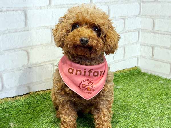 スーちゃん | トイプードルの保護犬 | anifare(アニフェア)｜「保護犬