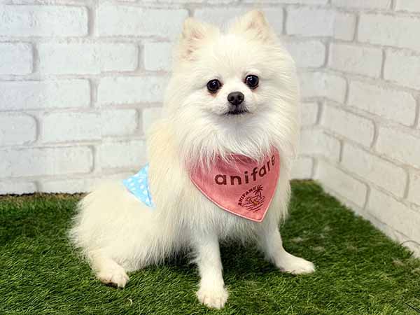 ランディくん | ポメラニアンの保護犬 | anifare(アニフェア)｜「保護