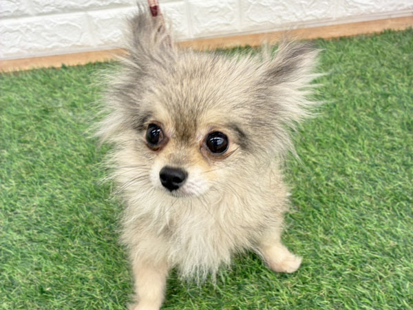 ばんちゃん【愛犬のために節約中^^】 専用 にぱっ