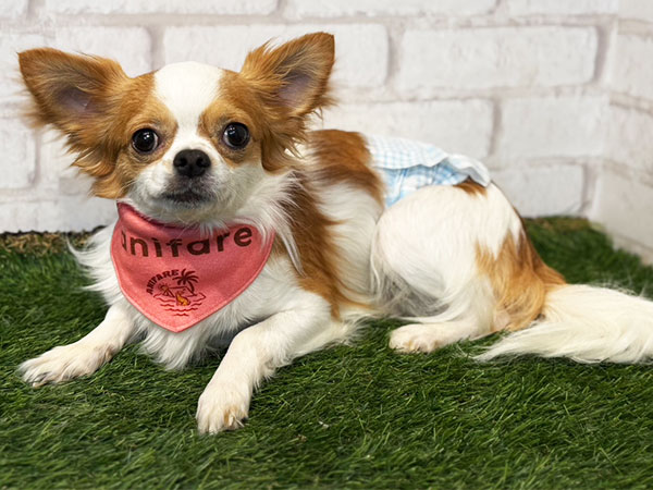 Slide Image