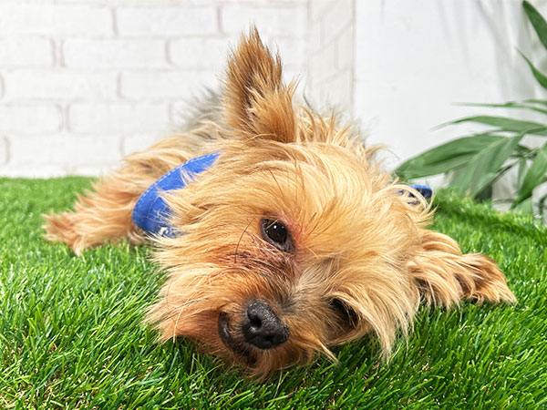 Slide Image