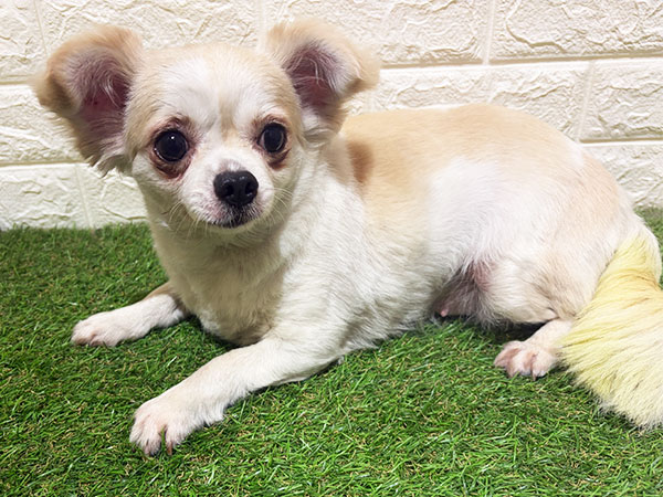 Slide Image