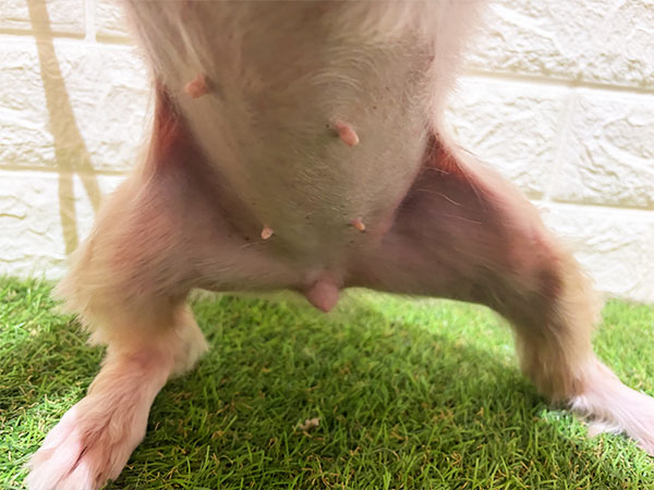 Slide Image