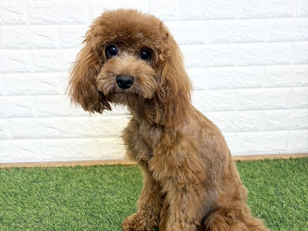 Slide Image