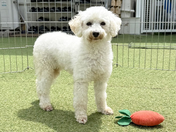 Slide Image