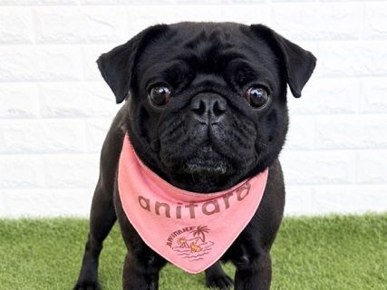 132375