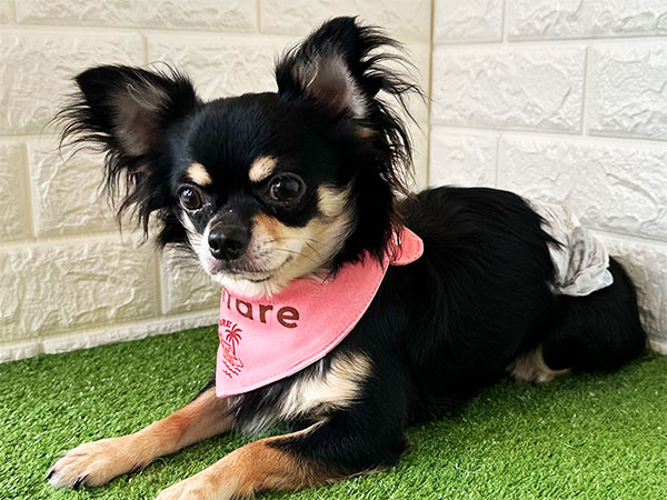 Slide Image
