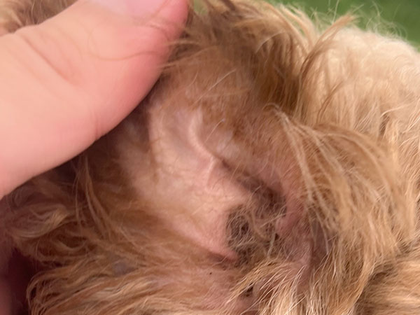 Slide Image