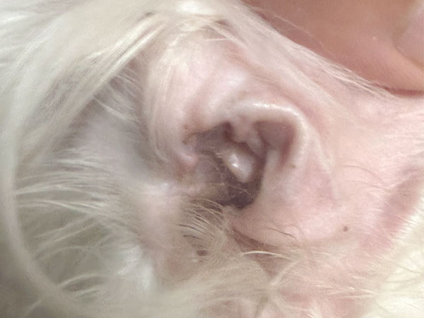 Slide Image