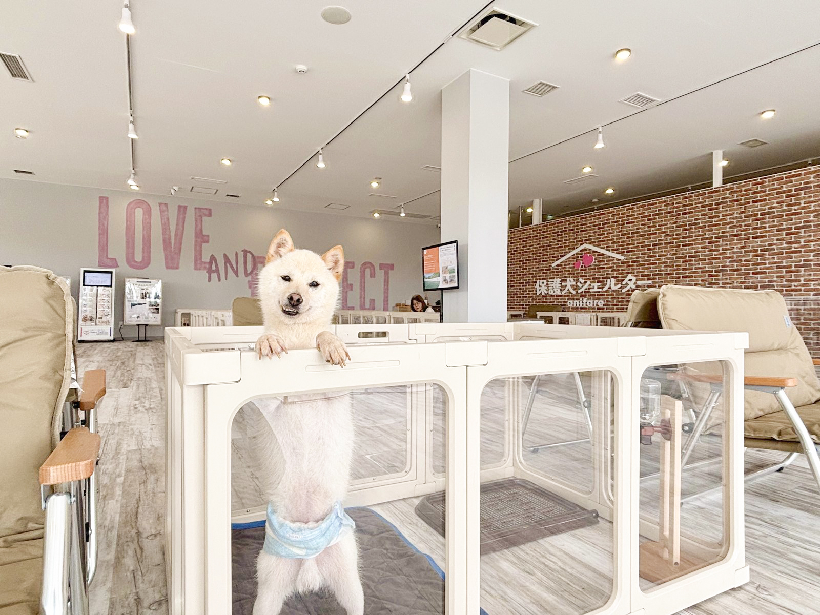 商業施設に保護犬シェルター - 立川若葉ケヤキモールに「保護犬シェルターanifare」を開設