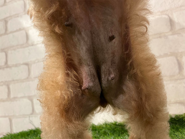 Slide Image