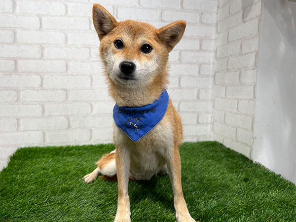 Slide Image