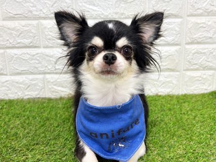 132486