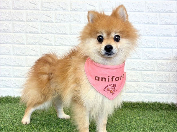 ポッキーくん | ポメラニアンの保護犬 | anifare(アニフェア)｜保護犬