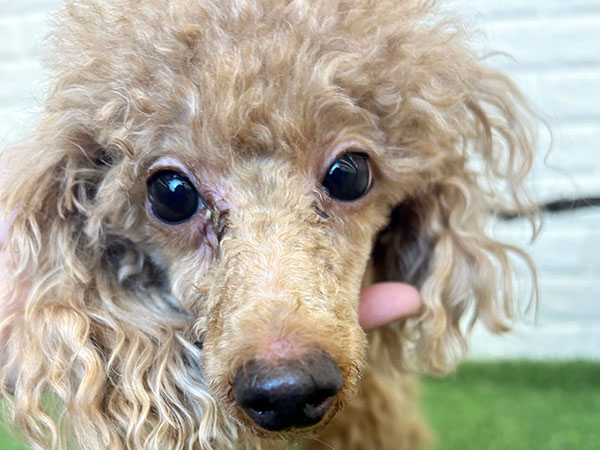 Slide Image