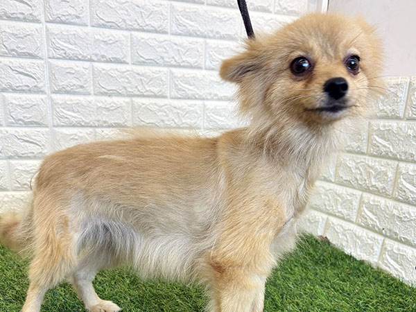 Slide Image